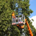 Branching Beauty: Tree Service & Landscaping's Flourishing Gardens